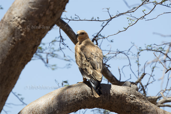 Raub (Savannen)-adler